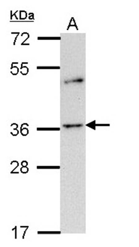 Olfactory receptor 2A4 antibody
