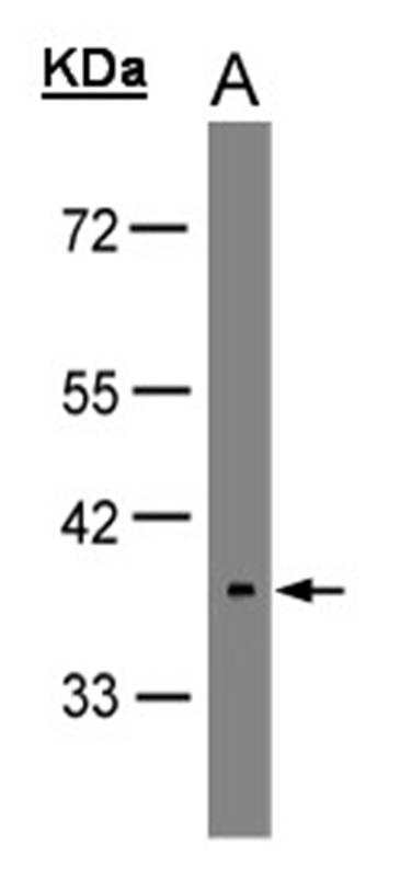 neuropsin antibody