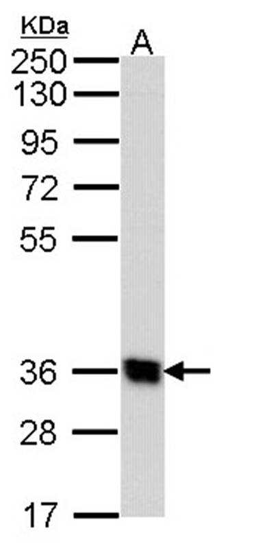 G protein-coupled receptor 62 antibody