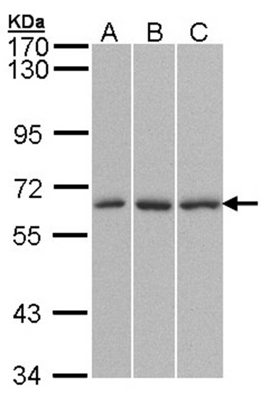QIP1 antibody