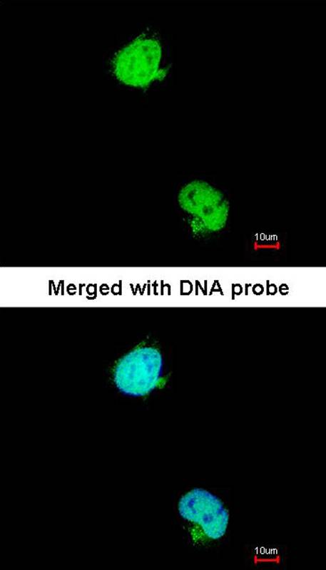 karyopherin alpha 2 antibody