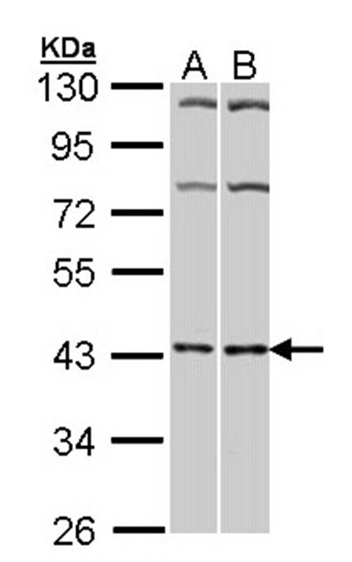 Adenosine A2A-R antibody