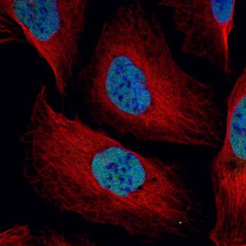 NuMA antibody