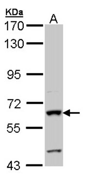alkaline phosphatase(intestinal) antibody