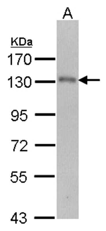 USP15 antibody