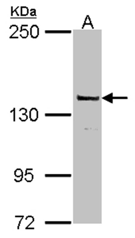 DNA Polymerase gamma antibody