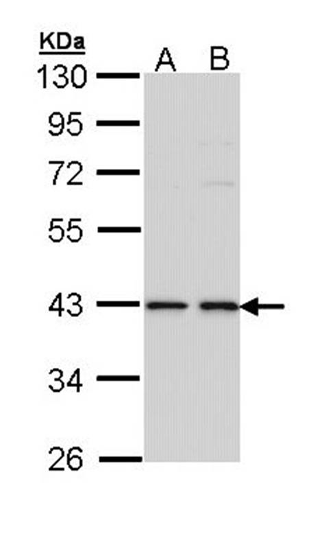 E2F1 antibody
