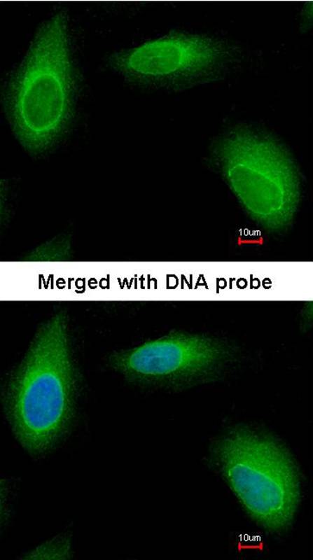 Ran BP-1 antibody