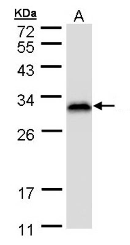 Ran BP-1 antibody