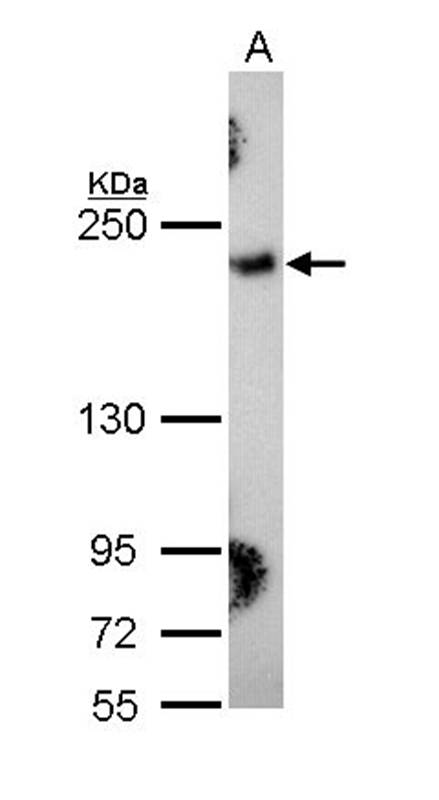Collagen III antibody