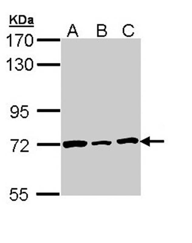 Lamin B2 antibody