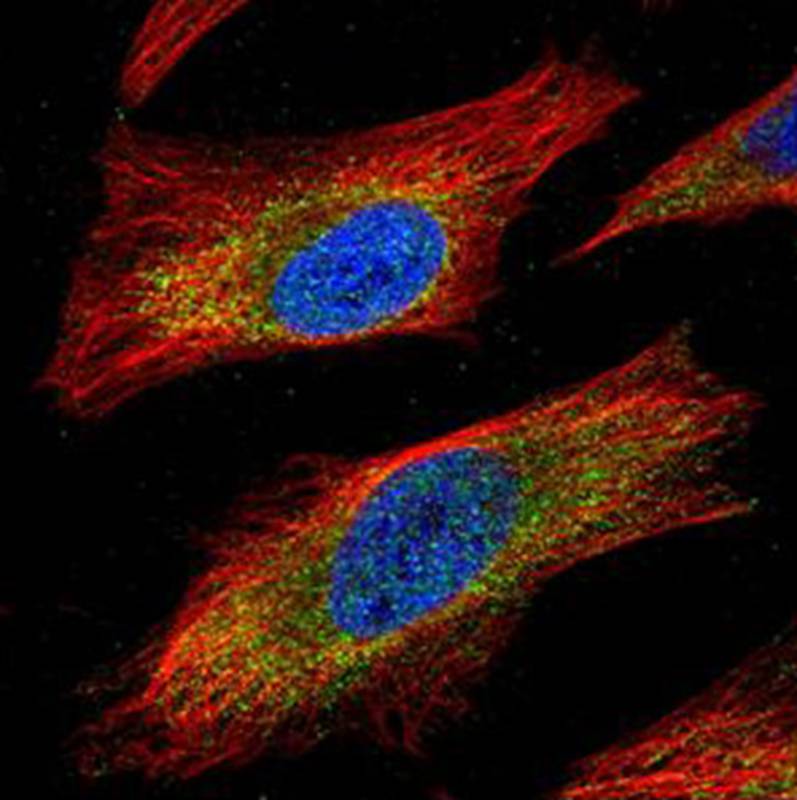 JNK1 antibody