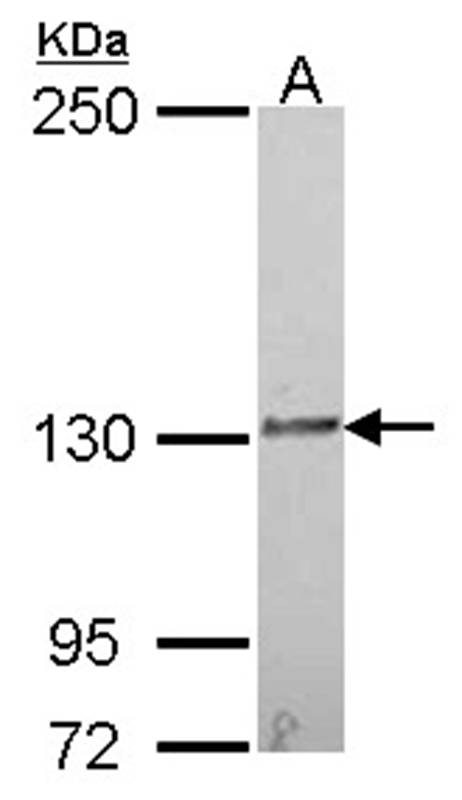 IL16 antibody