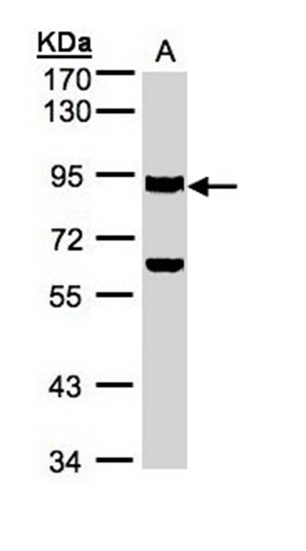 Ku80(XRCC5) antibody