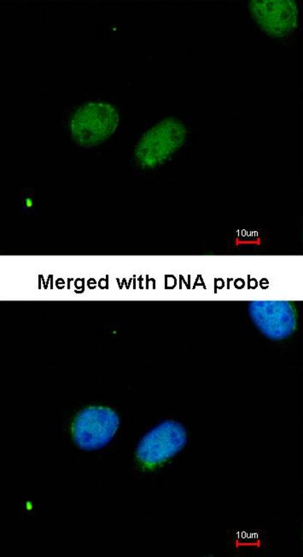 XRCC4 antibody