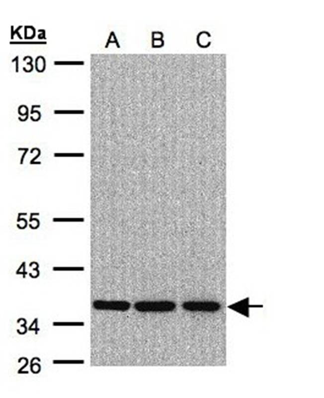 XRCC4 antibody