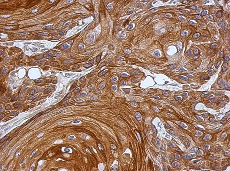 KAO antibody