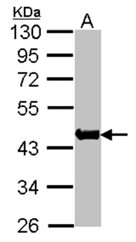 Actin antibody