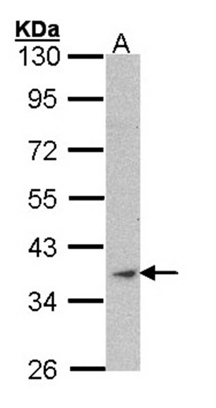 Actin antibody