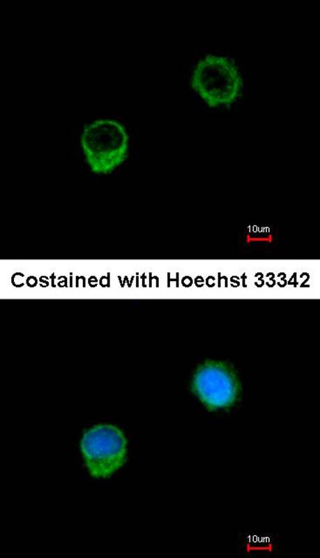 BCL2L1 antibody