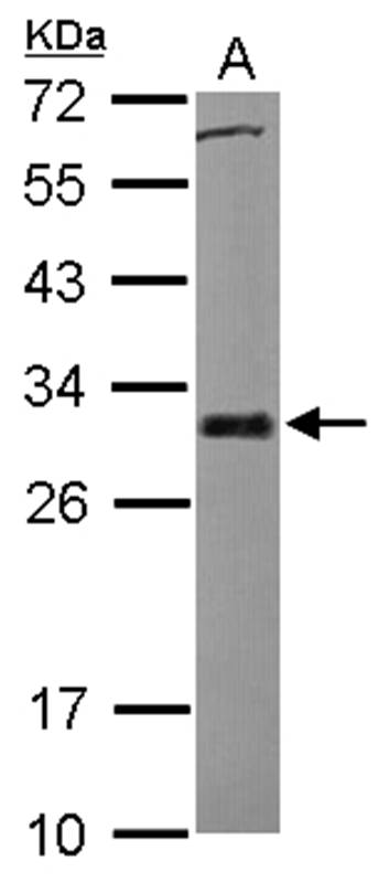 BCL2L1 antibody