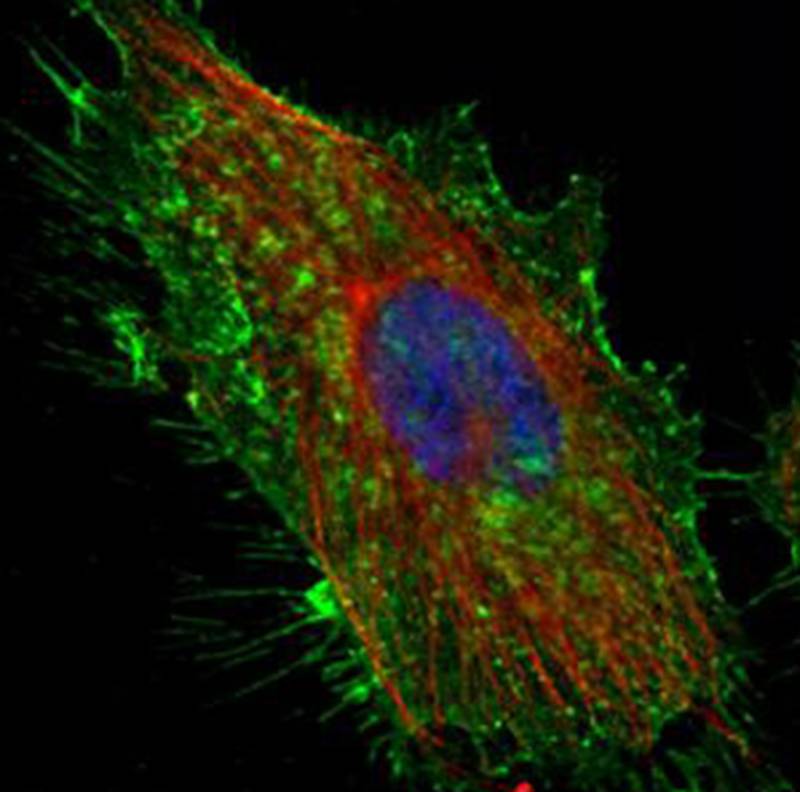 CD44 antigen isoform 4 antibody