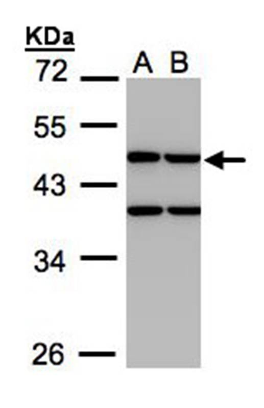 Creatine kinase(mitochondrial 1B) antibody