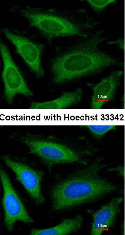 GAPDH antibody