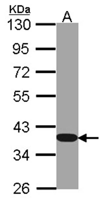 GAPDH antibody