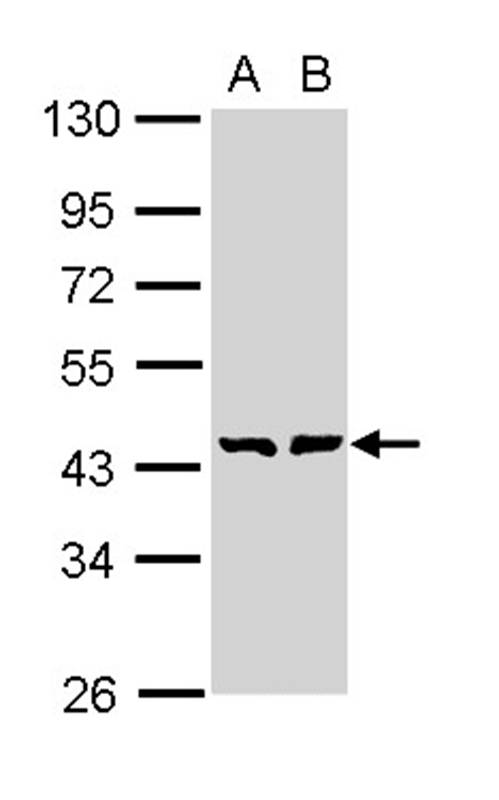 GDP-mannose 4,6-dehydratase antibody