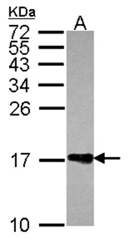 Histone H2A.Z/H2A.F/Z antibody