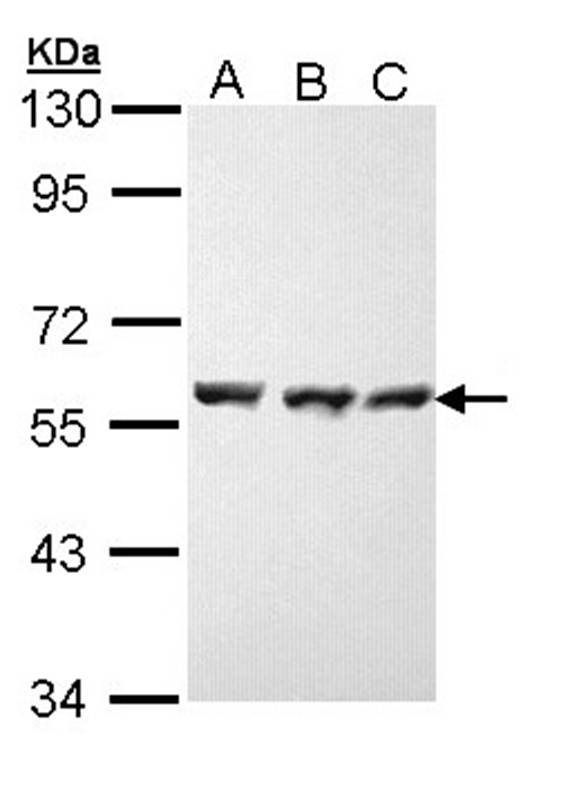 HSP70 antibody