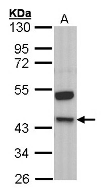 Kininogen LC antibody