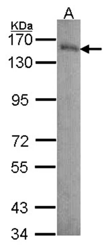 Laminin beta-3 antibody