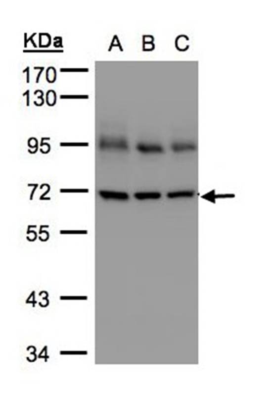 Lamin B1 antibody