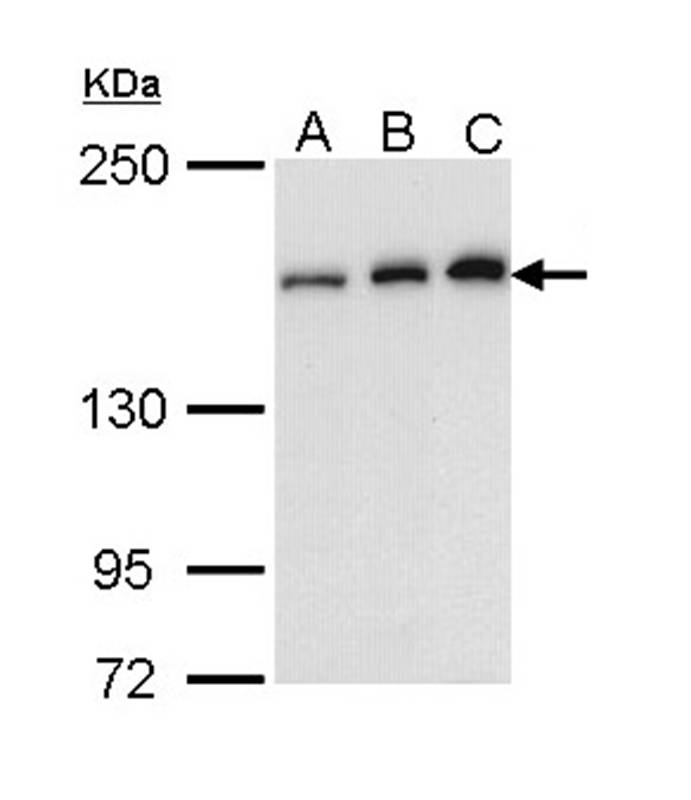 ROCK1 antibody