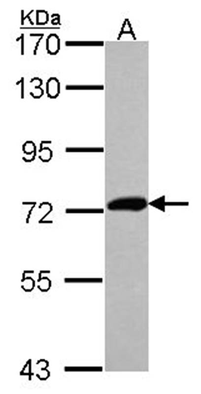 XPNPEP2 antibody