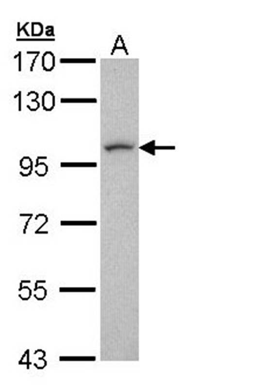 leucine zipper protein 1 antibody