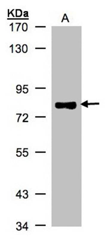 p63 antibody