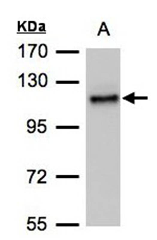 ADAMTSL-2 antibody