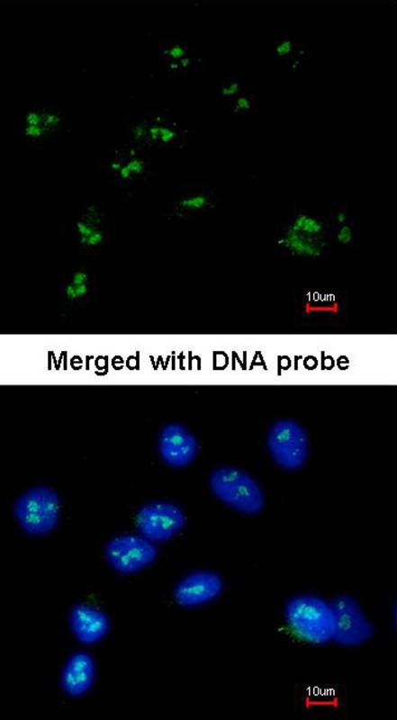 RASSF2 antibody