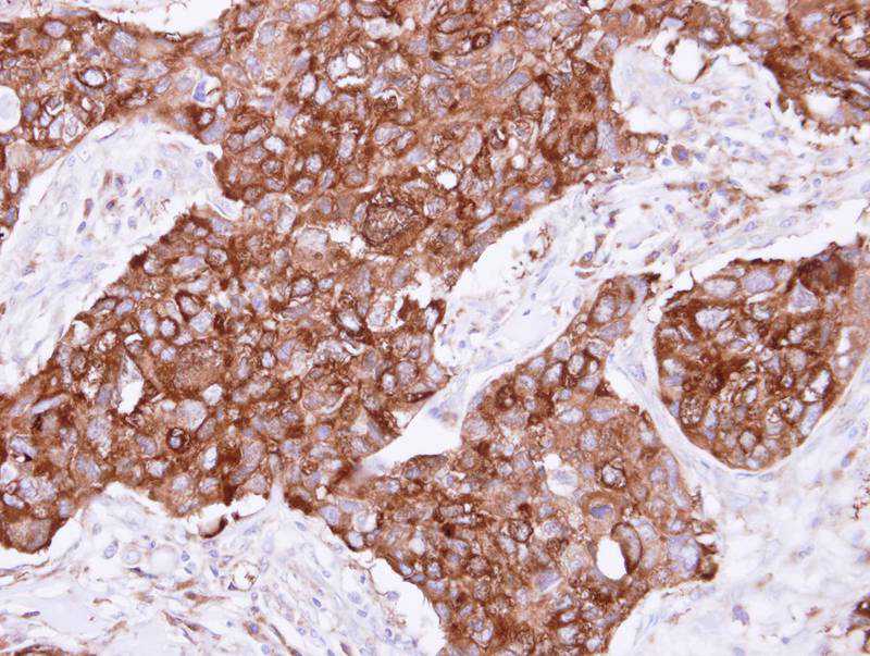 FIG4 antibody