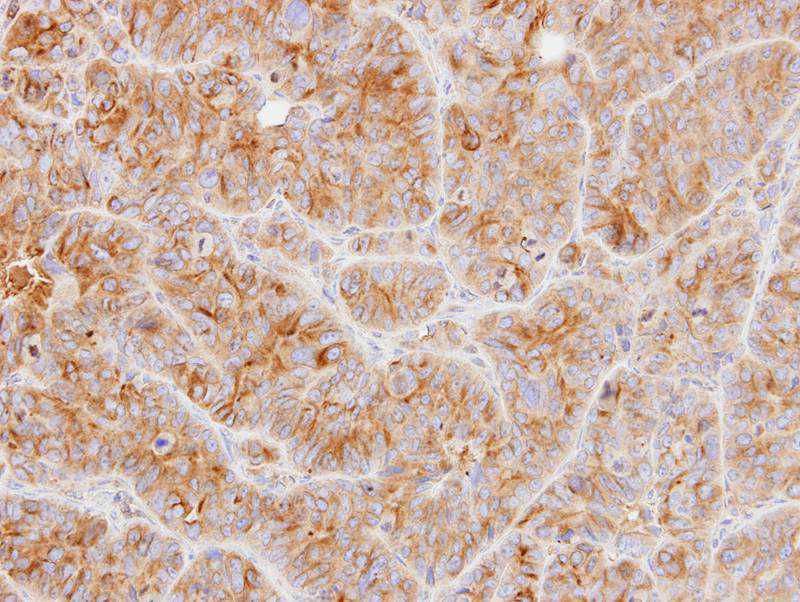 Tubulin alpha-1B antibody