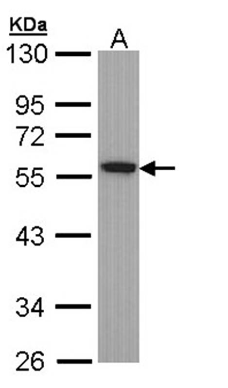 Tubulin alpha-1B antibody