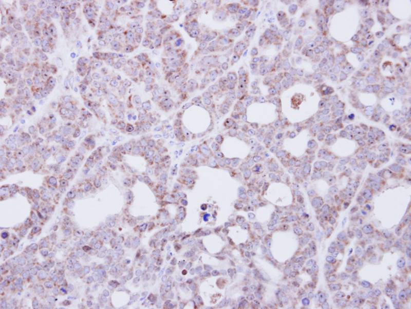 Transmembrane protein 147 antibody