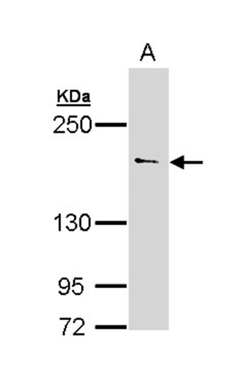 UNC13(C. elegans)-like antibody