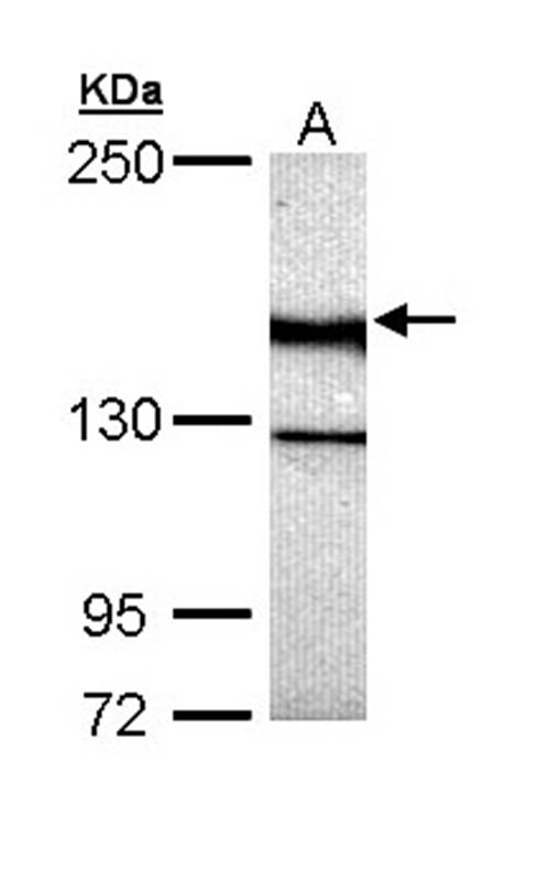 UNC13(C. elegans)-like antibody