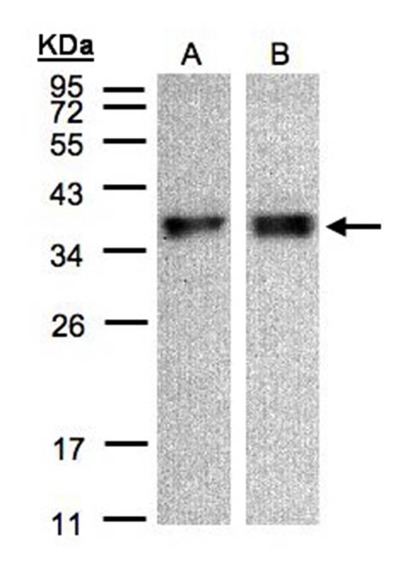 ZPBP antibody
