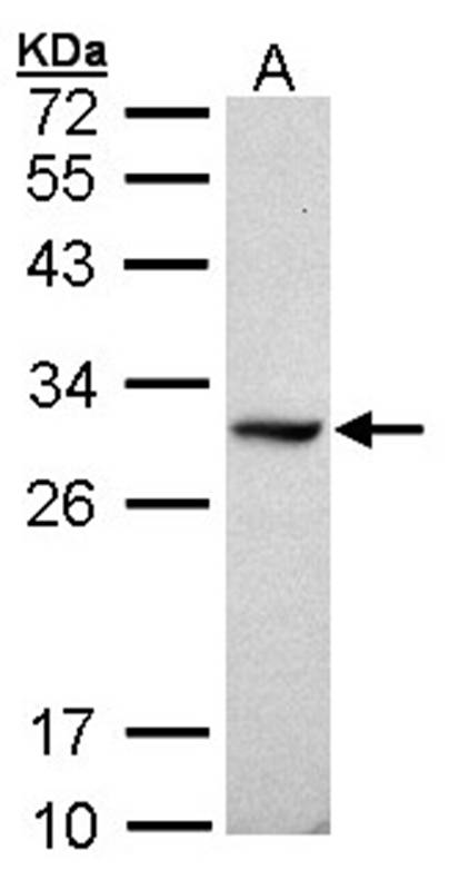 DDAH1 antibody
