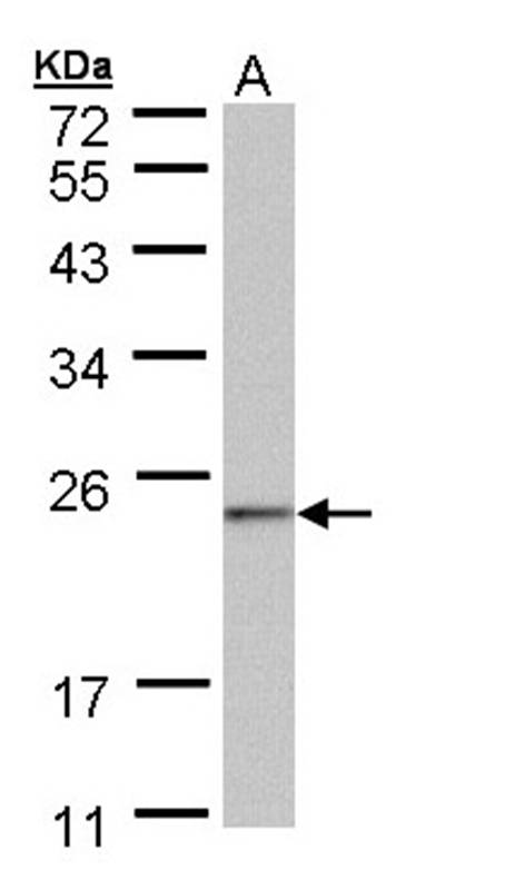 HRPAP20 antibody